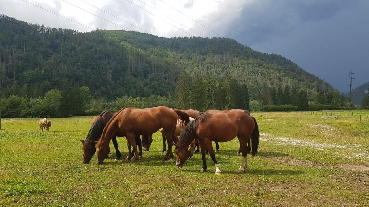 Domacija Loncnar- Apartment Bohinj Bagian luar foto
